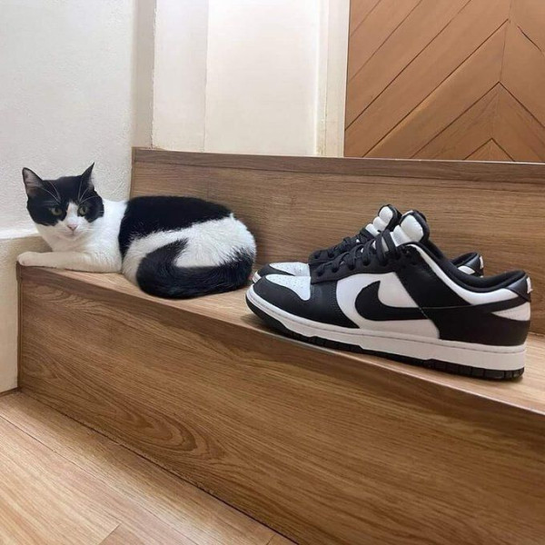 나이키 냥