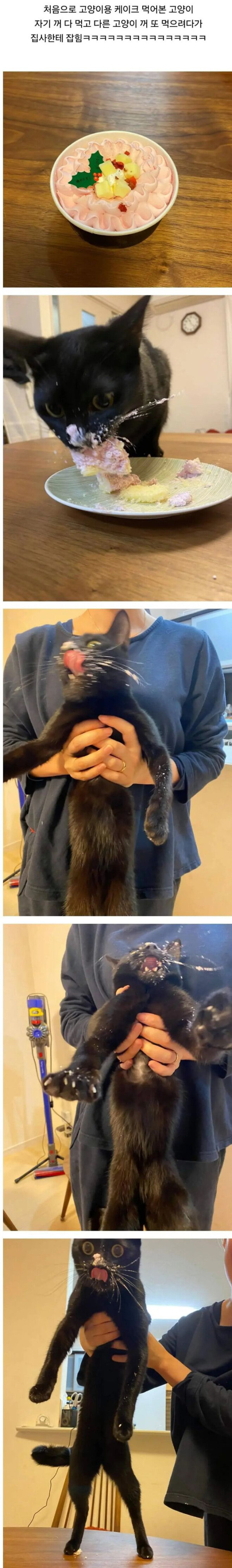 고양이용 케이크 처음 먹어본 고양이