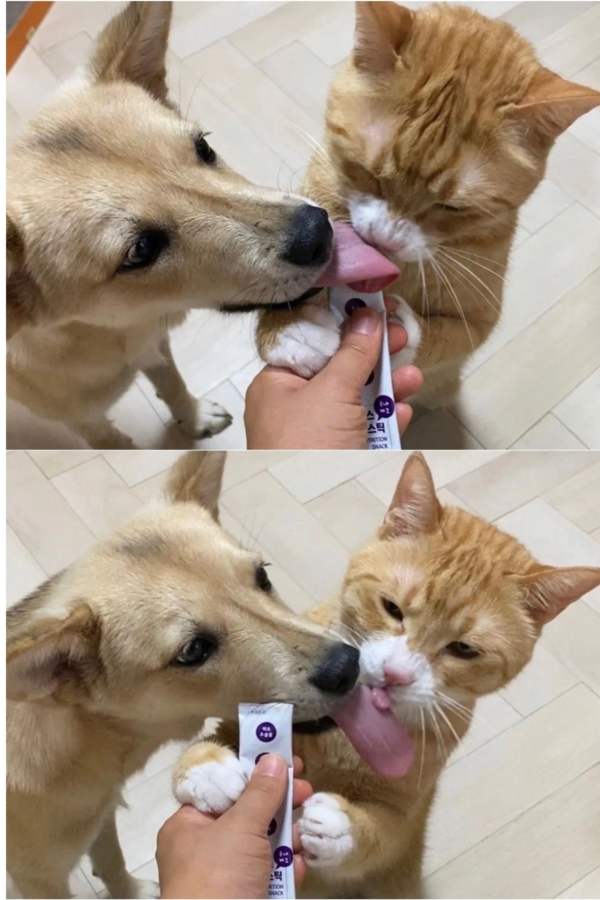강아지와 고양이 혀 크기 차이..