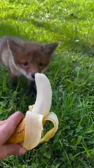 바나나 먹는 아기여우