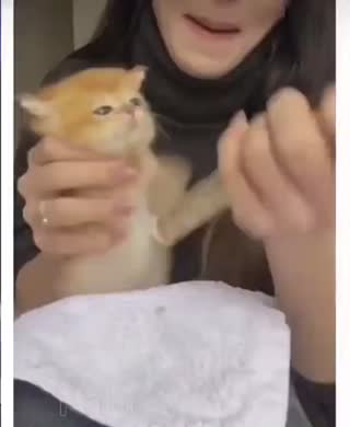 맘마먹는 아깽이