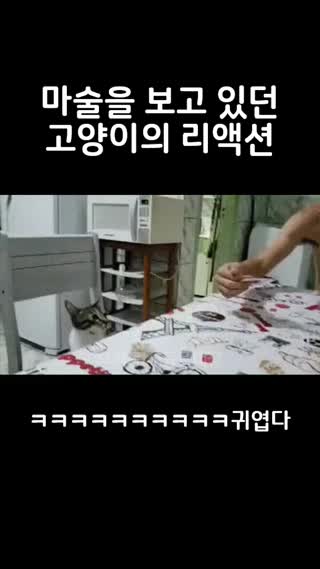 마술을 본 고양이 반응