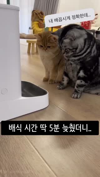 배식 시간 5분 늦췄더니 고양이들 반응ㅋㅋ